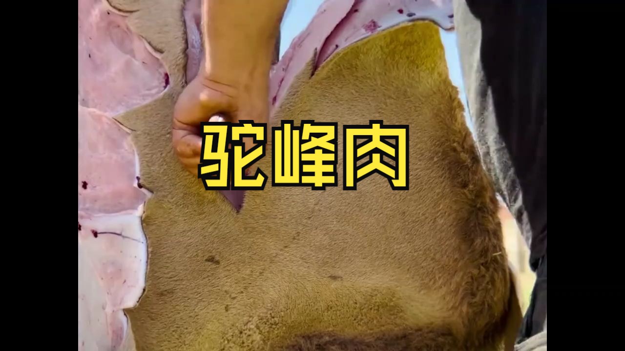 黄牛驼峰肉图片