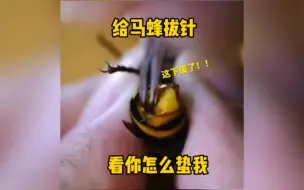 Download Video: 给马蜂拔针，看你怎么蛰我！！