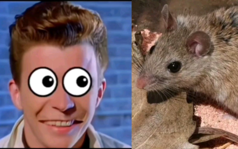 《略惊悚警告》rick astley 逐渐害怕(当你在一座未知城堡里发现.