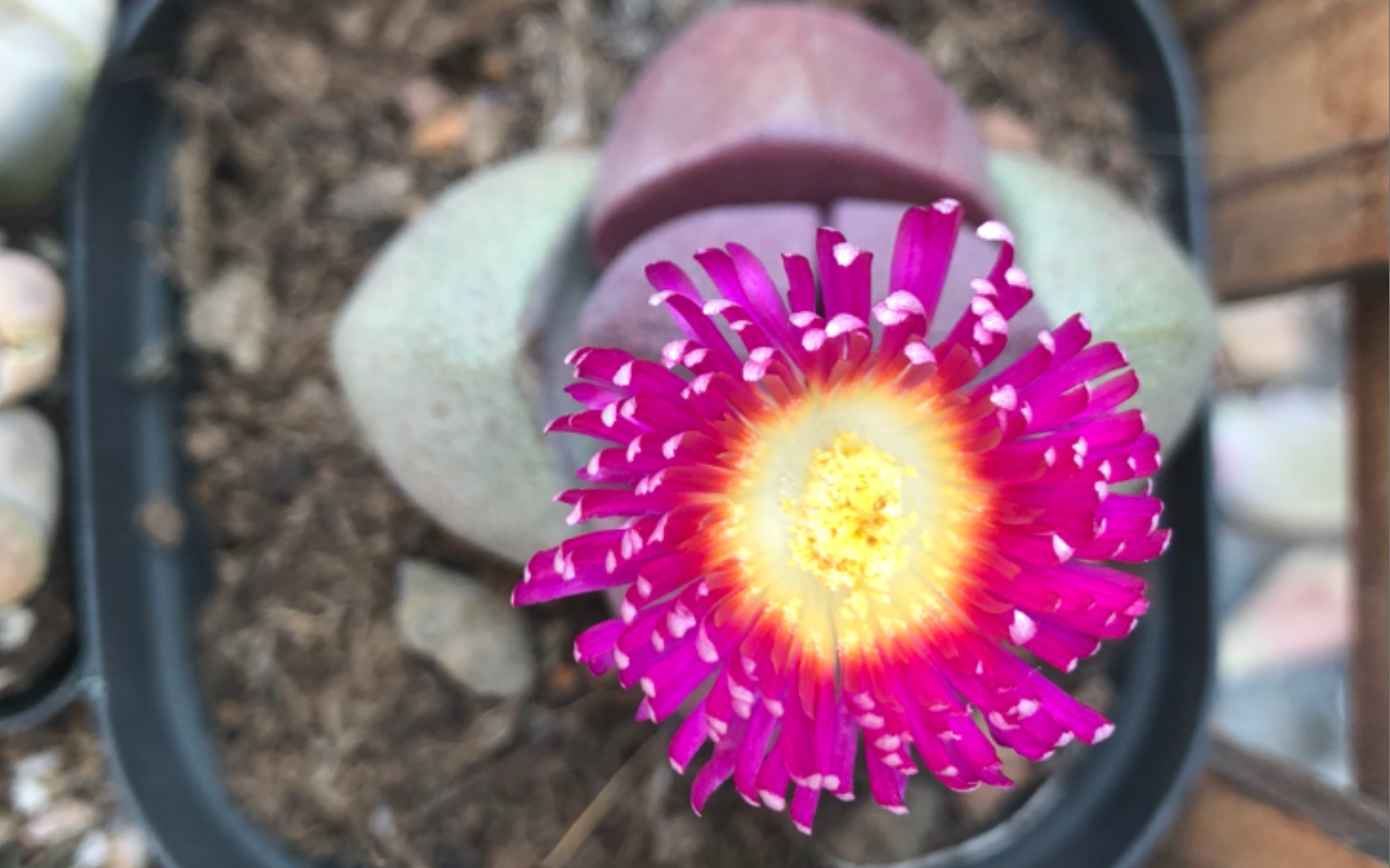 花开花落自有时,记多肉紫帝玉.