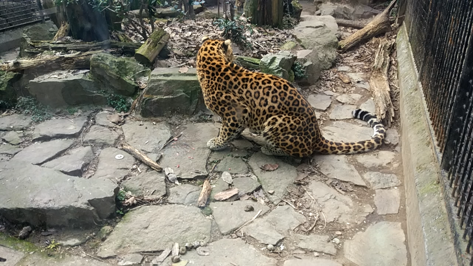 杭州动物园里的豹子_哔哩哔哩_bilibili