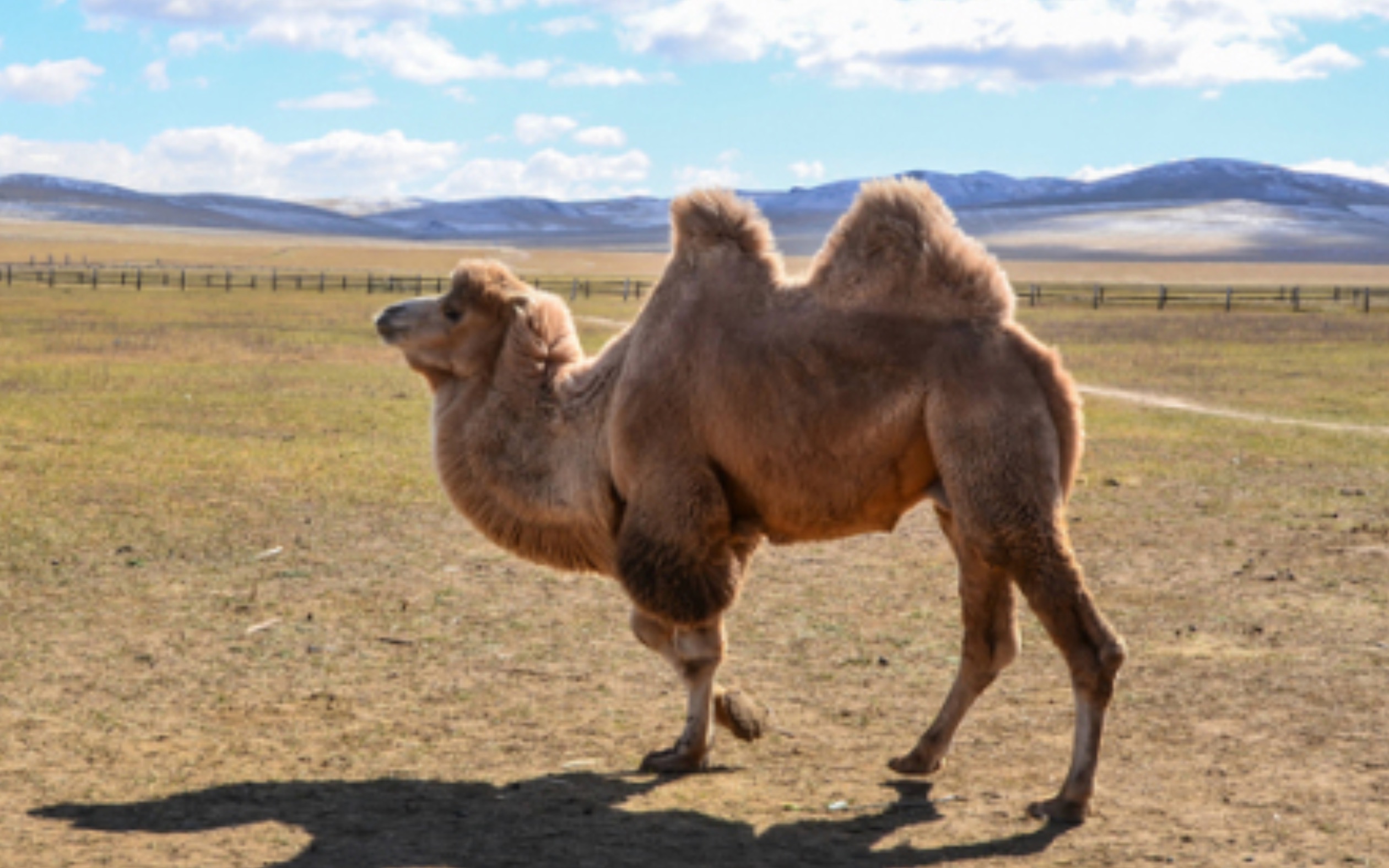 海青博士:骆驼这么吃苦耐劳忍辱负重,但尼采为什么看不起它?