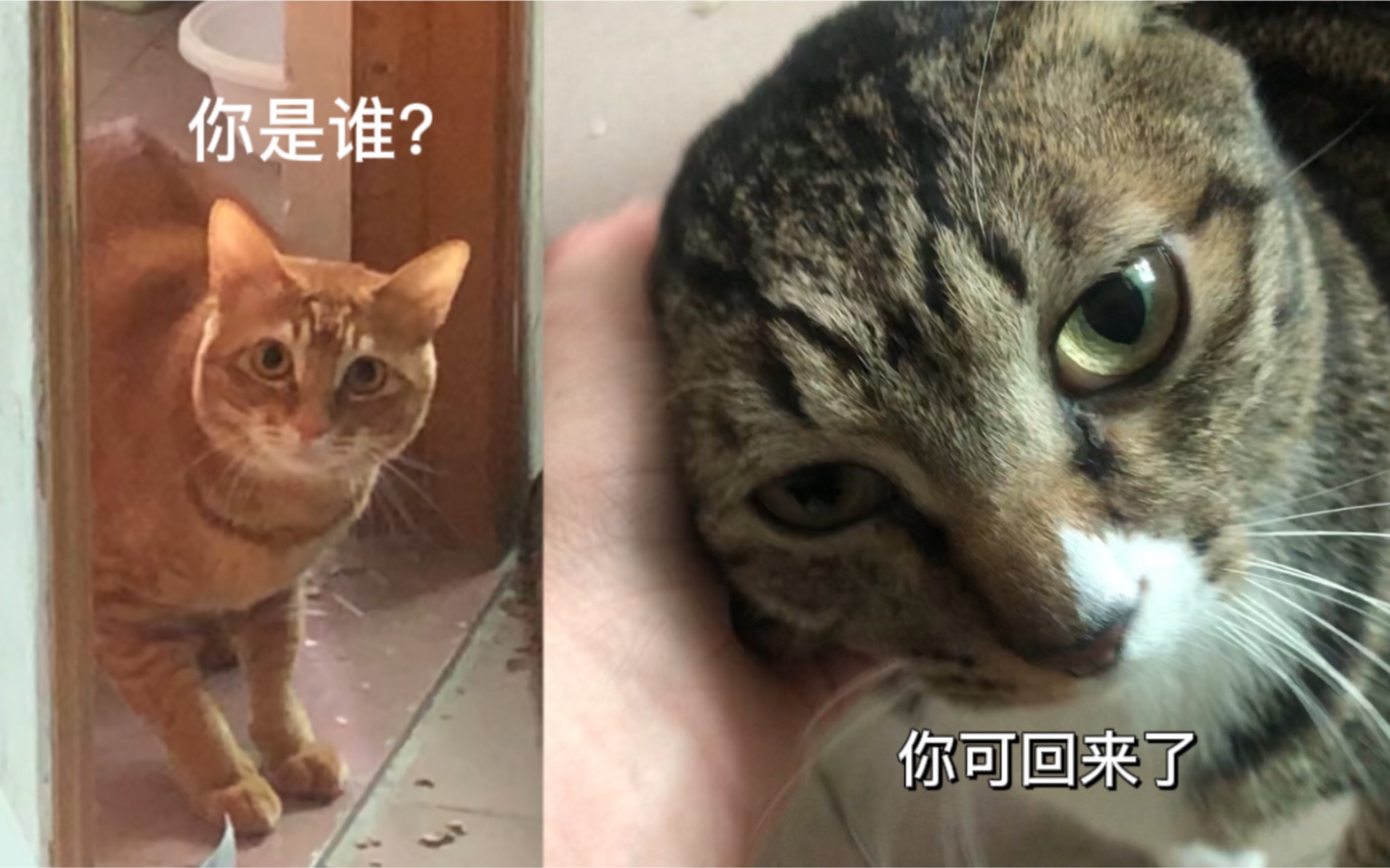 完蛋了!过了个春节,我家猫又不记得我了哔哩哔哩bilibili