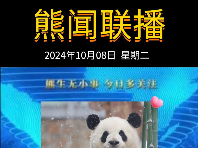 《熊闻联播》|带你了解天下熊事,2024.10.8熊圈又发生了什么?(原视频素材来源网络)哔哩哔哩bilibili