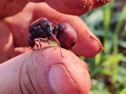 努力撅手撅不动的光滑芭切叶蚁新后