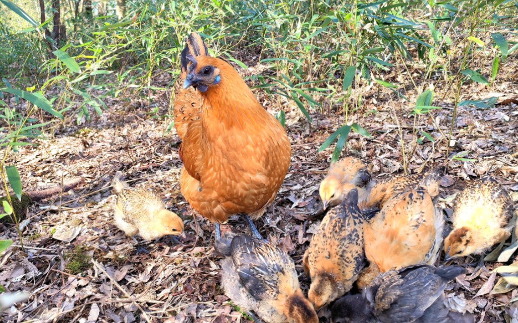 黄羽乌骨鸡小鸡在林间欢快觅食,老母鸡真是太敬业了