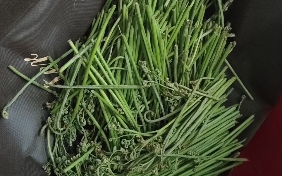 蕨菜头去掉,准备煮了