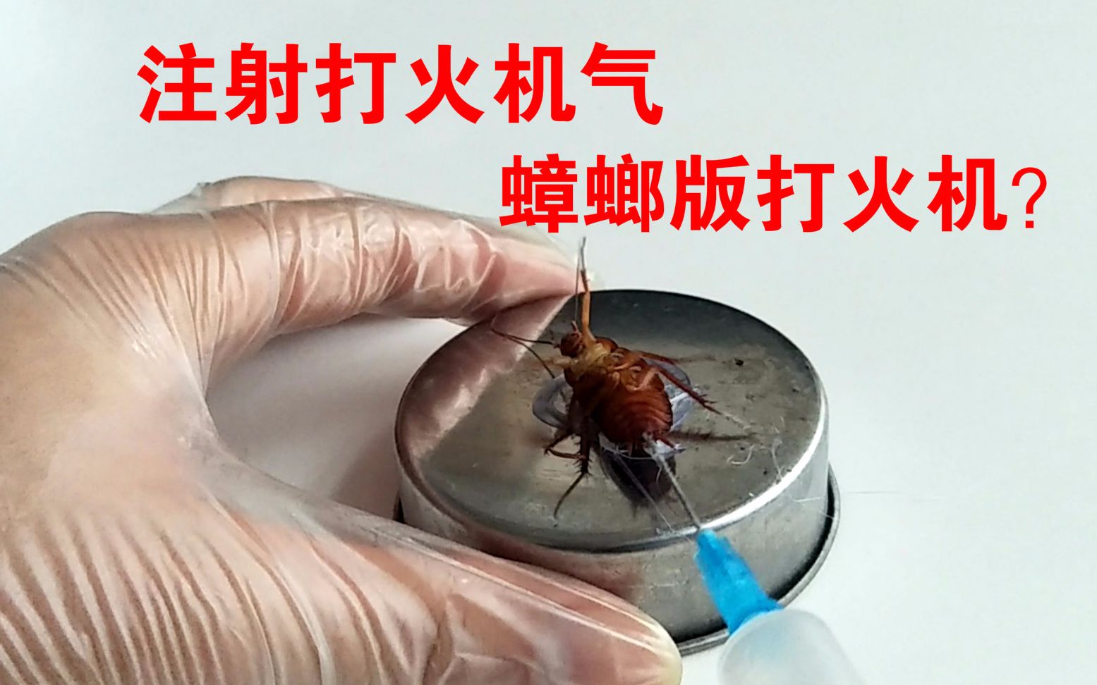 有网友想看给蟑螂注射打火机气,蟑螂打火机?