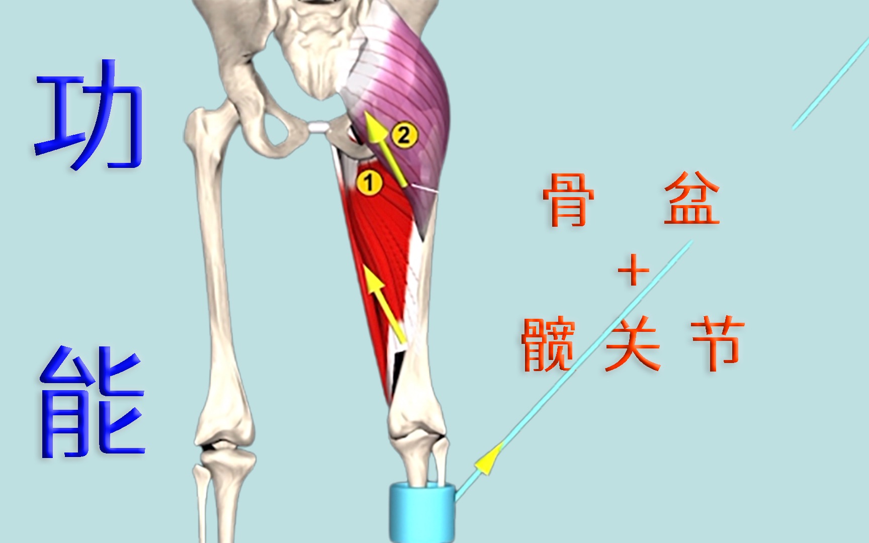 骨骼动画 肌肉解剖 髋关节哔哩哔哩bilibili