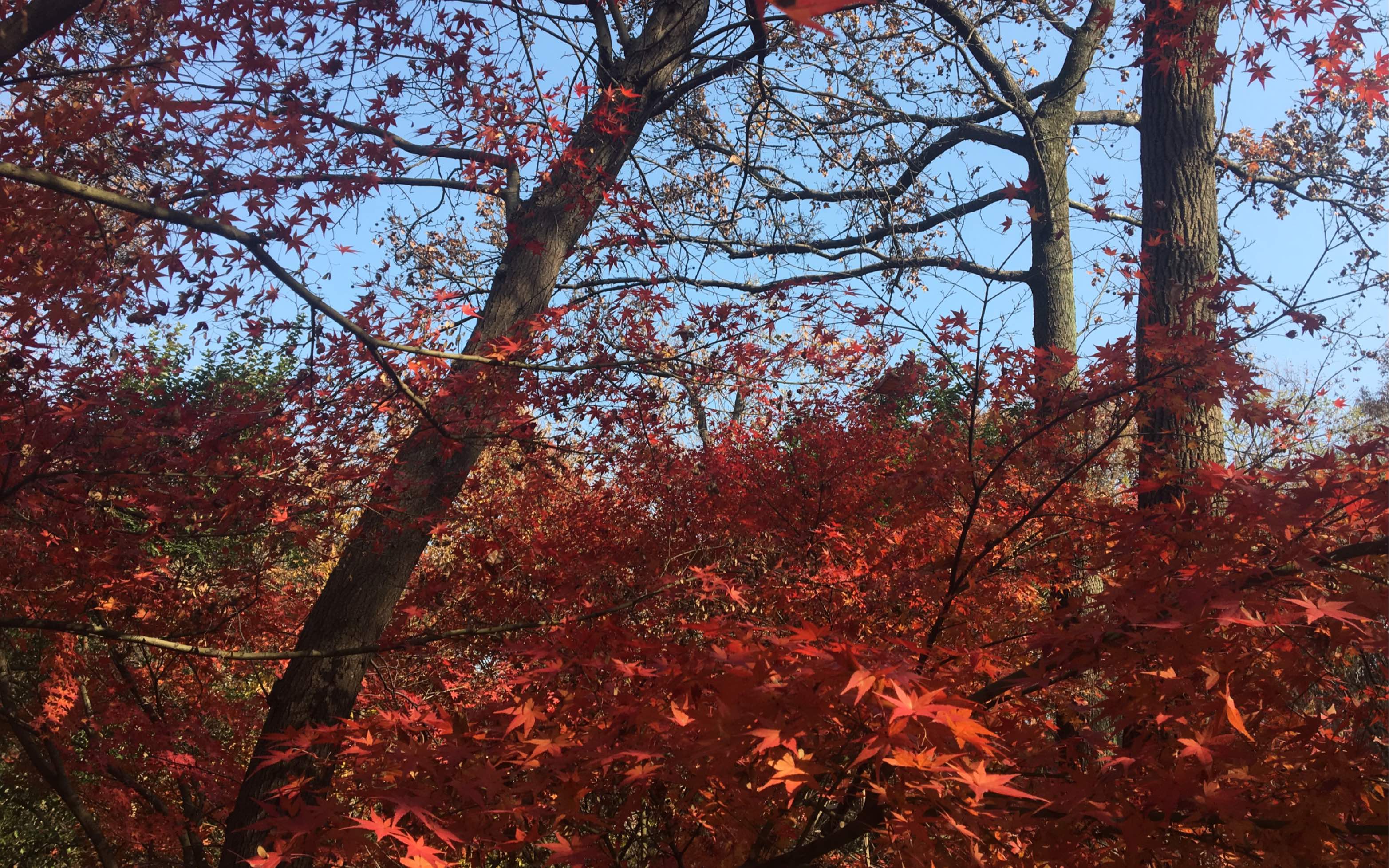 昨日獨爬棲霞山,漫山遍野的紅楓.