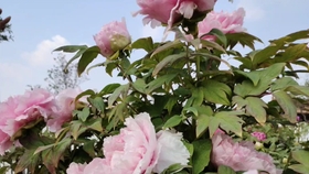 牡丹品种 八千代椿 日本品种 哔哩哔哩 つロ干杯 Bilibili