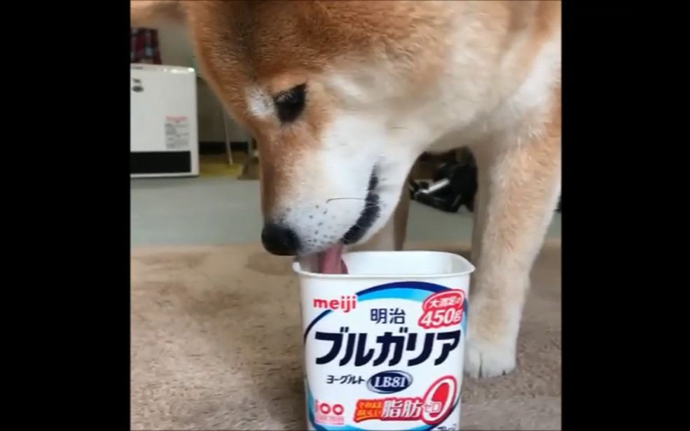 [柴犬maru的日常]舔酸奶(『)这个酸奶盒子和窝的嘴巴大小正好合适呢