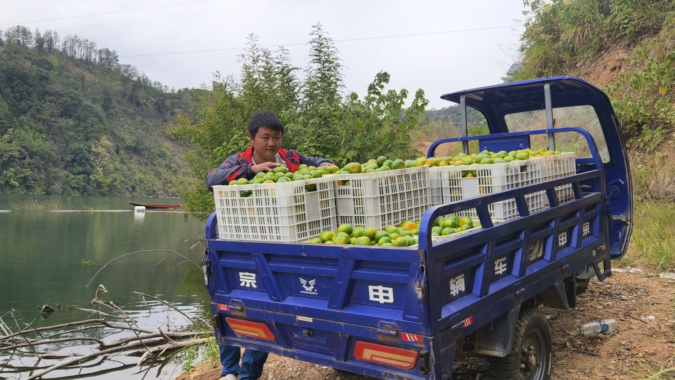 桔子成熟了摘第一批,挑黄的摘了1000斤,一年的收入盼这一天