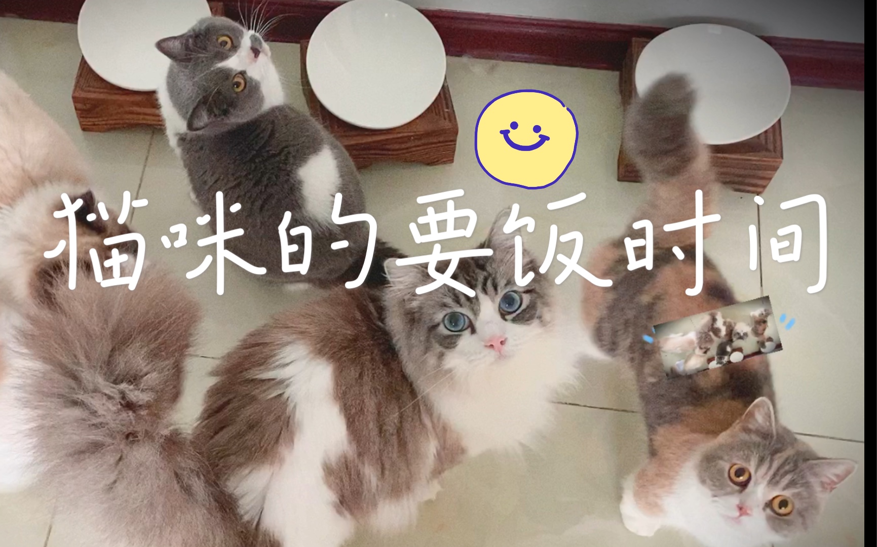 猫咪的要饭时间