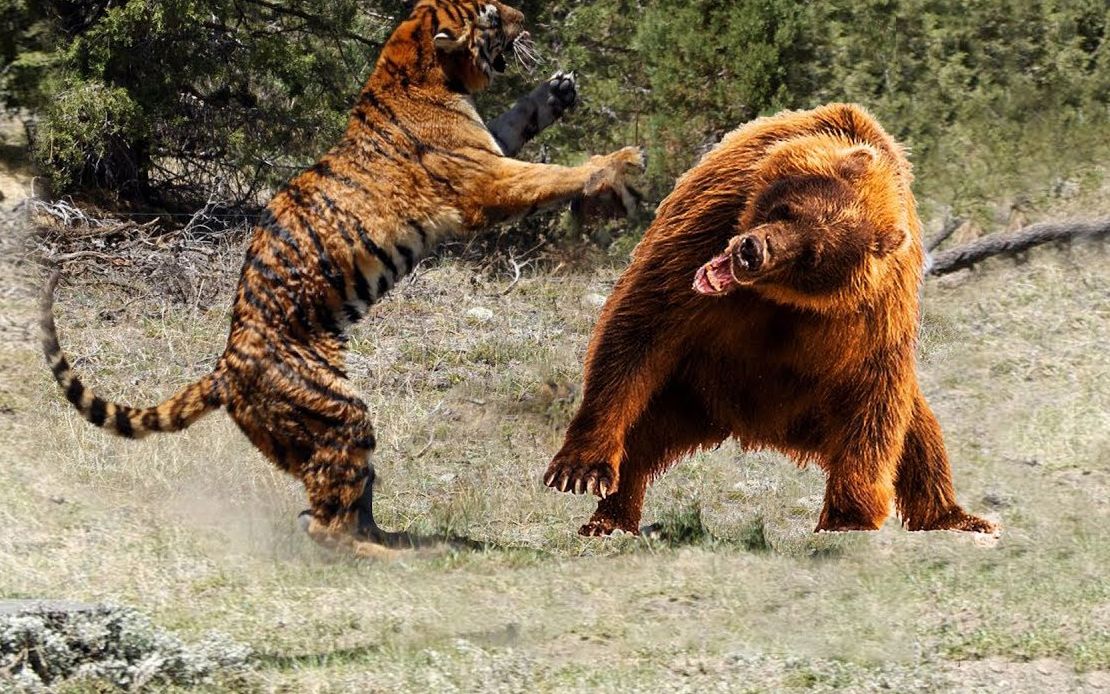 陆地上最凶猛的食肉动物,东北虎大战棕熊,场面太激烈了