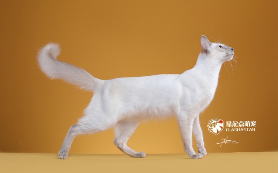 活动作品东方长毛猫巴厘猫小姑娘