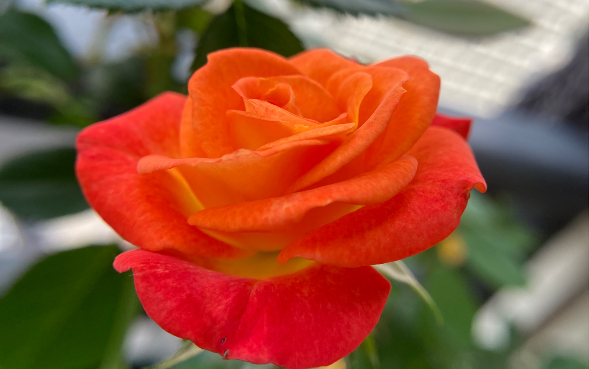 活动作品狂欢泡泡月季开花过程记录15倍微距镜头拍摄