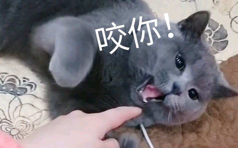 英短蓝猪夭寿啦不孝儿子勃然大怒竟然动嘴咬年迈20老母还顺带咬弟弟啦