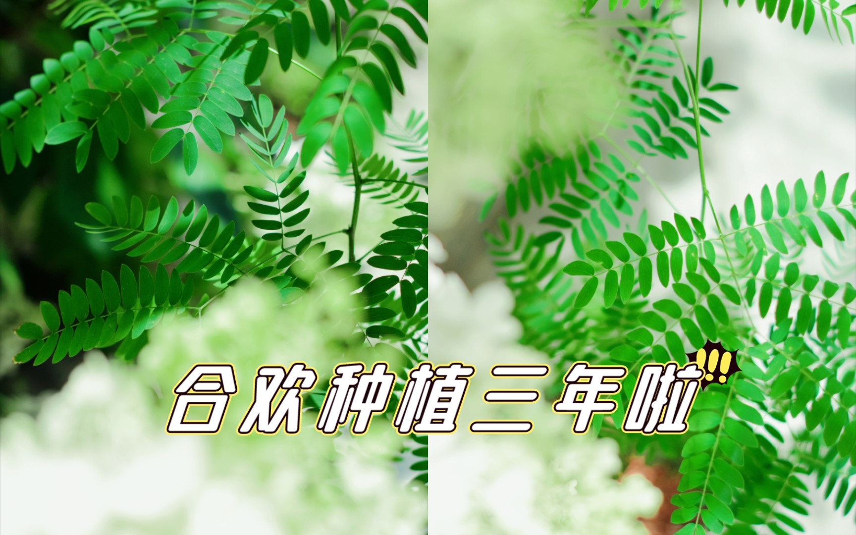 合欢种子种植三年啦哔哩哔哩bilibili