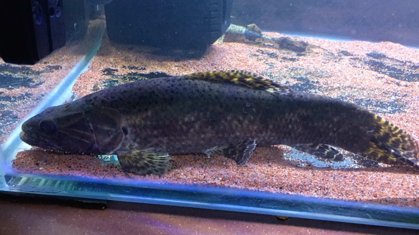 塔巴和坦克鸭嘴正在沉思中_哔哩哔哩 (゜-゜)つロ 干杯~-bilibili