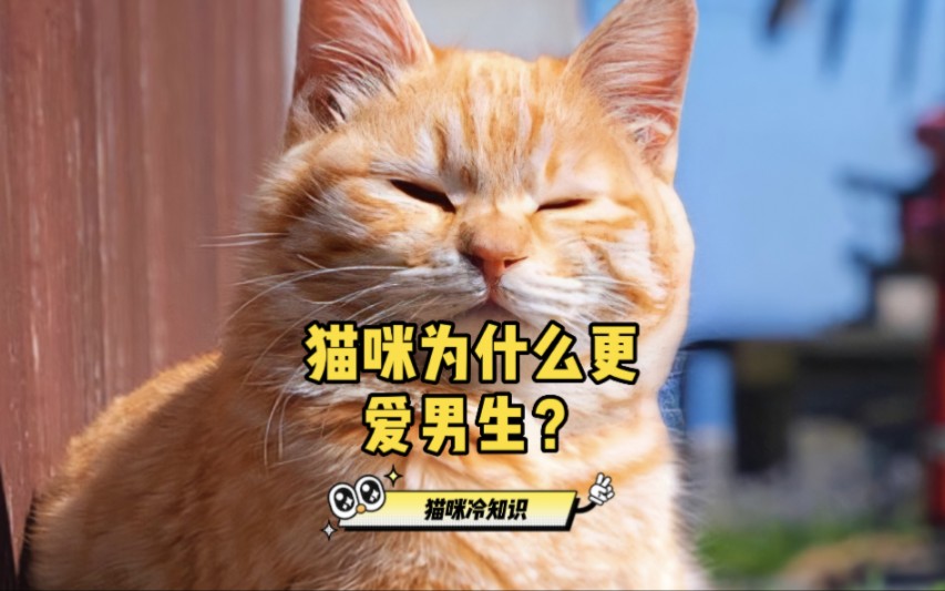 [图]猫咪冷知识:猫咪为什么更爱男生呢？