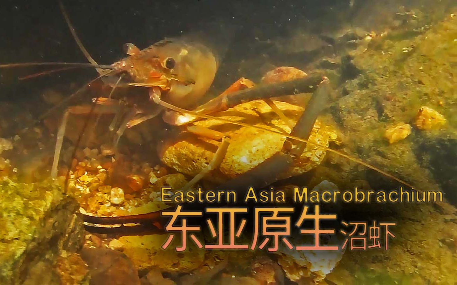 [图]【东亚原生 】原生沼虾Macrobrachium 合集 4P