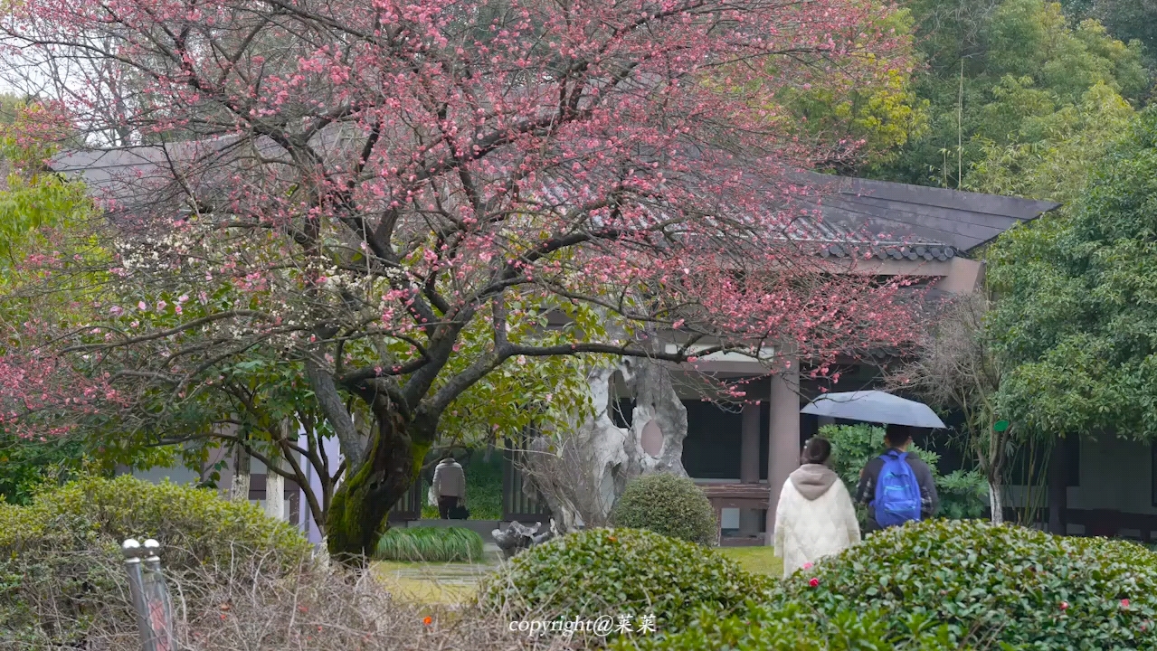 [图]有人等烟雨，有人怪雨急。而我在雨中拍梅，淋了一身的诗意。# 江南烟雨 # 梅花 # 摄影 # 富阳