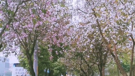 电视剧里的浪漫花道,花瓣随风飘落.找一个一起走花路的人.哔哩哔哩bilibili