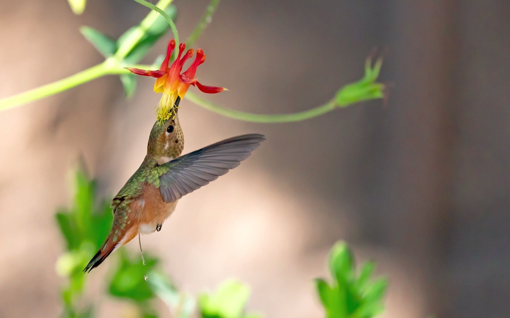 索尼fe 200-600mm lens first impressions @ sony kando 3.