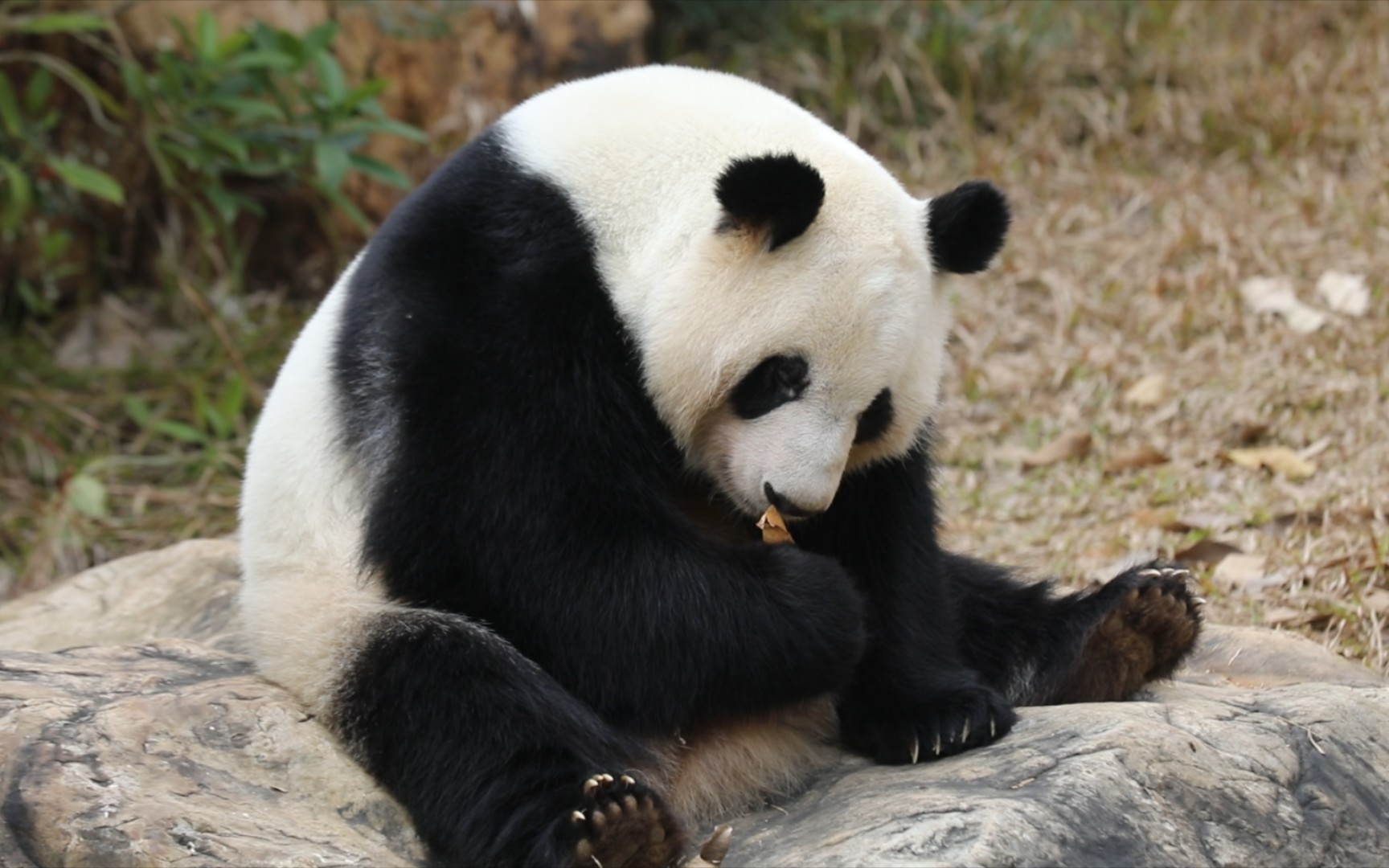 兰兰试吃枯叶,仿佛薯片嘎巴脆【大熊猫绩兰】2202