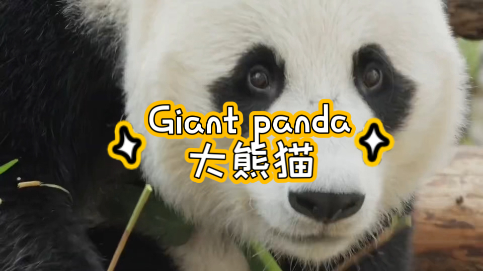 【趣味英语】 Giant panda | 大熊猫哔哩哔哩bilibili