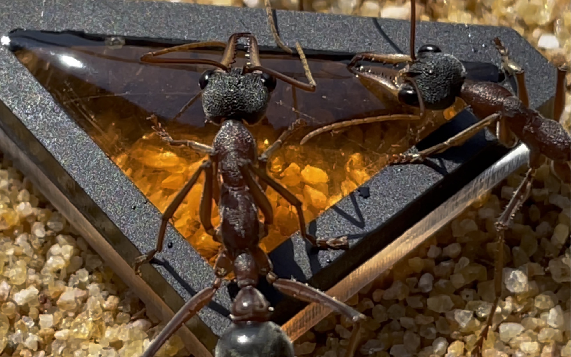 小小黑头牛蚁喝糖水_哔哩哔哩_bilibili