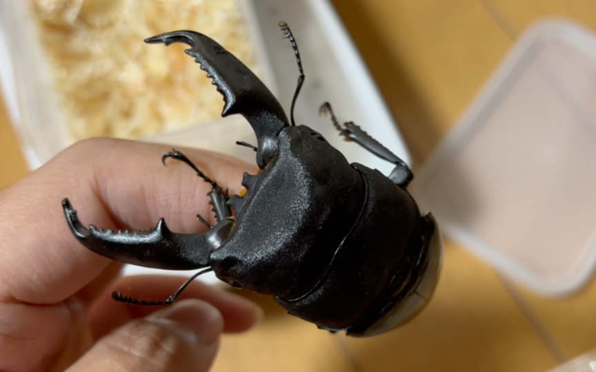 87mm东苏拉威西巨扁,民答那峨巨扁开箱_哔哩哔哩_bilibili