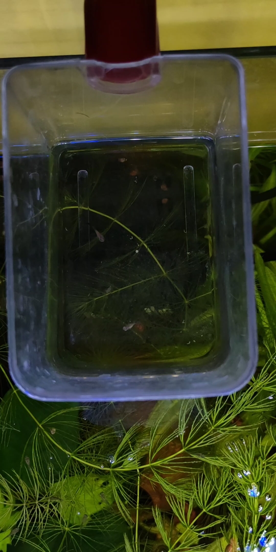 孔雀鱼针尾鱼苗治疗