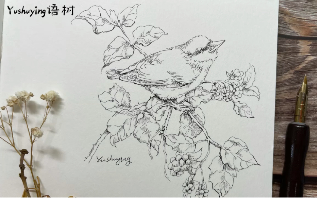 小鸟与小果子线描画钢笔速写