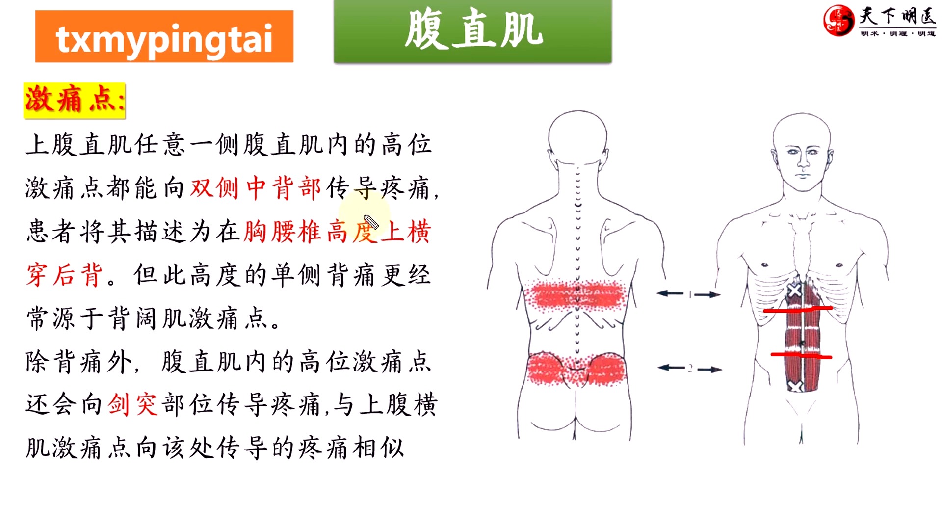 【腹直肌】3d解剖——后背痛,腰痛,痛经!