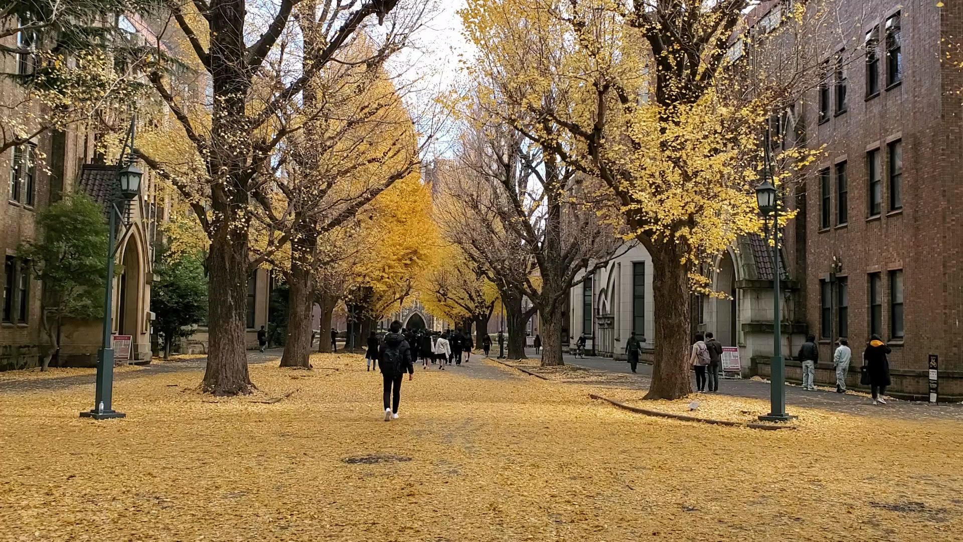 東京大學的銀杏