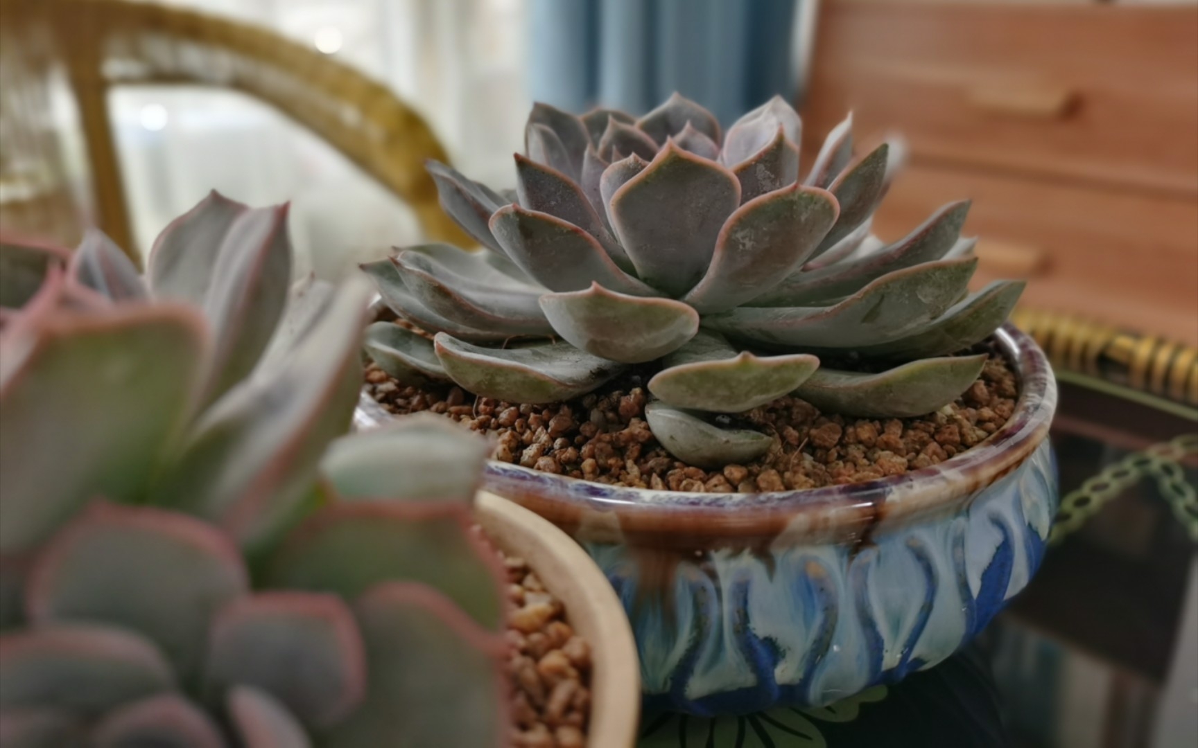 识品种,养多肉(六):菲奥娜