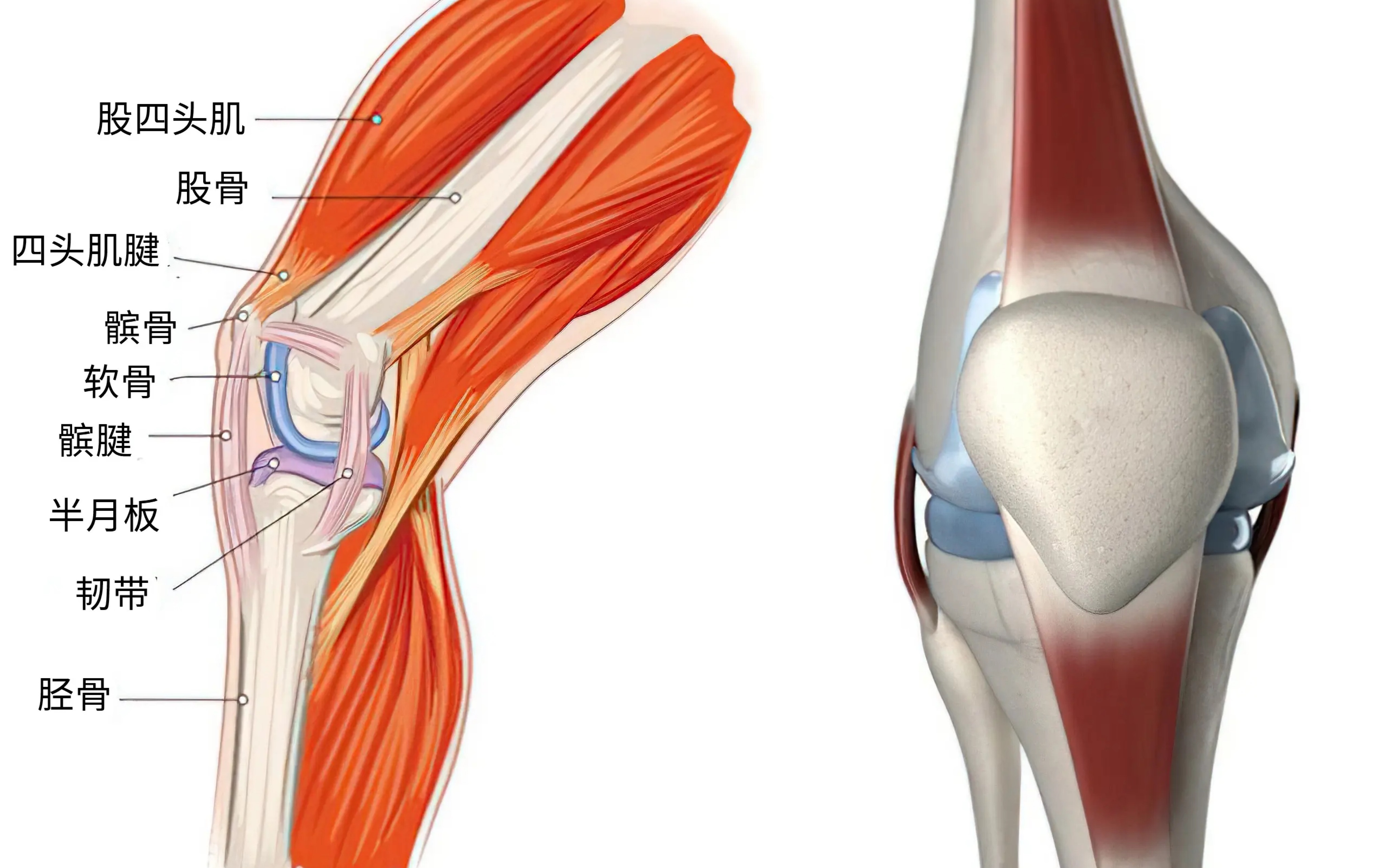运动解剖|关节的附属运动_哔哩哔哩_bilibili