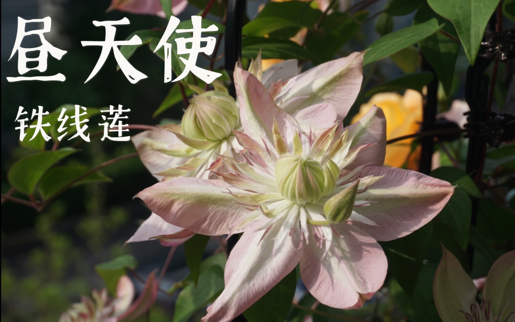 铁线莲-昼天使/桃万重