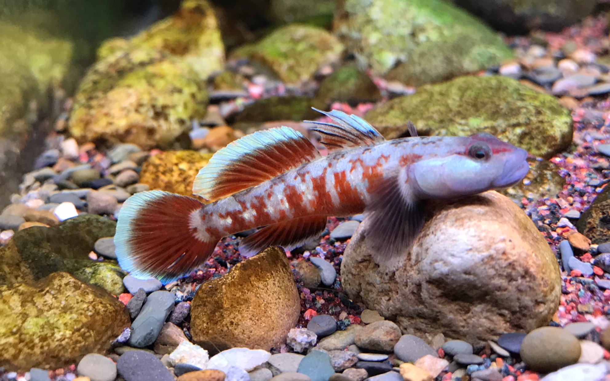 一条镇缸之宝,一条难得的周氏虾虎鱼,该说不说,上视频!