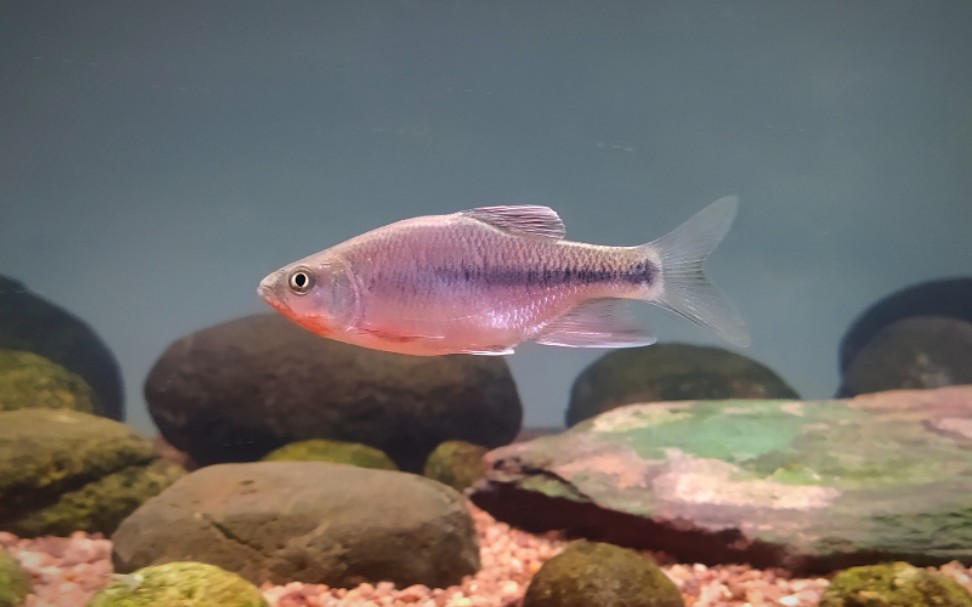 超级短体海南异鱲