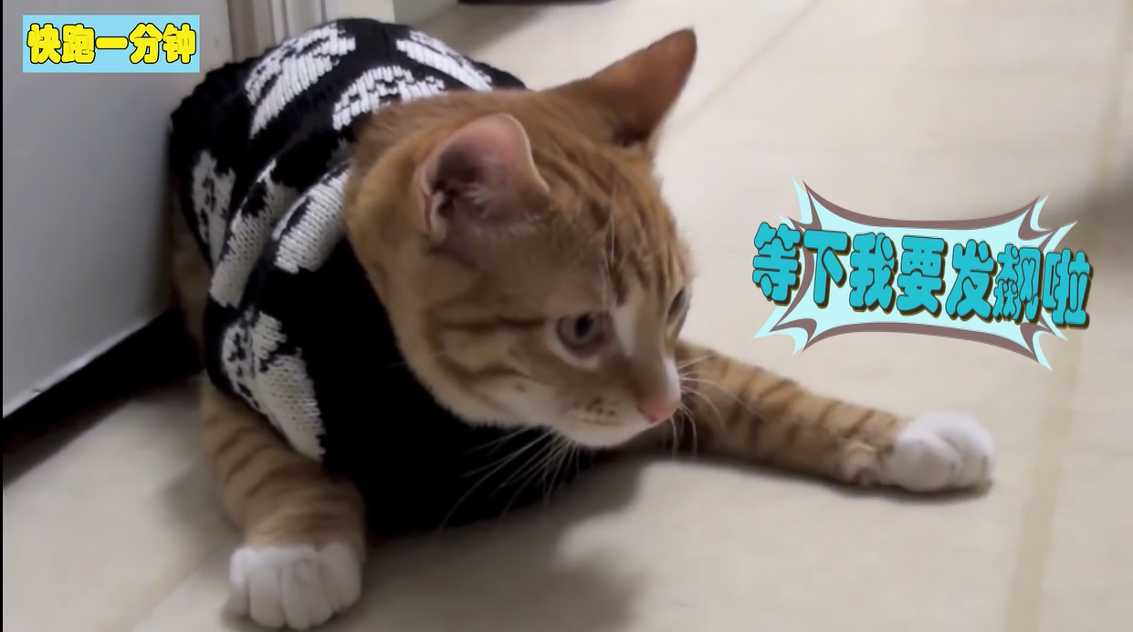 快跑一分钟 三个月的狗狗挠痒痒上瘾了,不挠痒竟睡不着觉_搞笑_生活