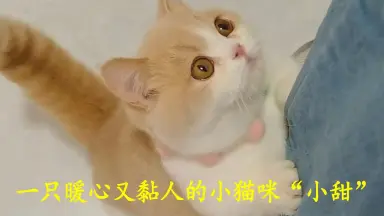 小甜猫-哔哩哔哩_Bilibili