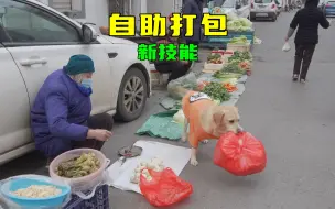 狗狗买菜自己动手，咬了袋子就直接挑菜，手拿把掐的很机灵