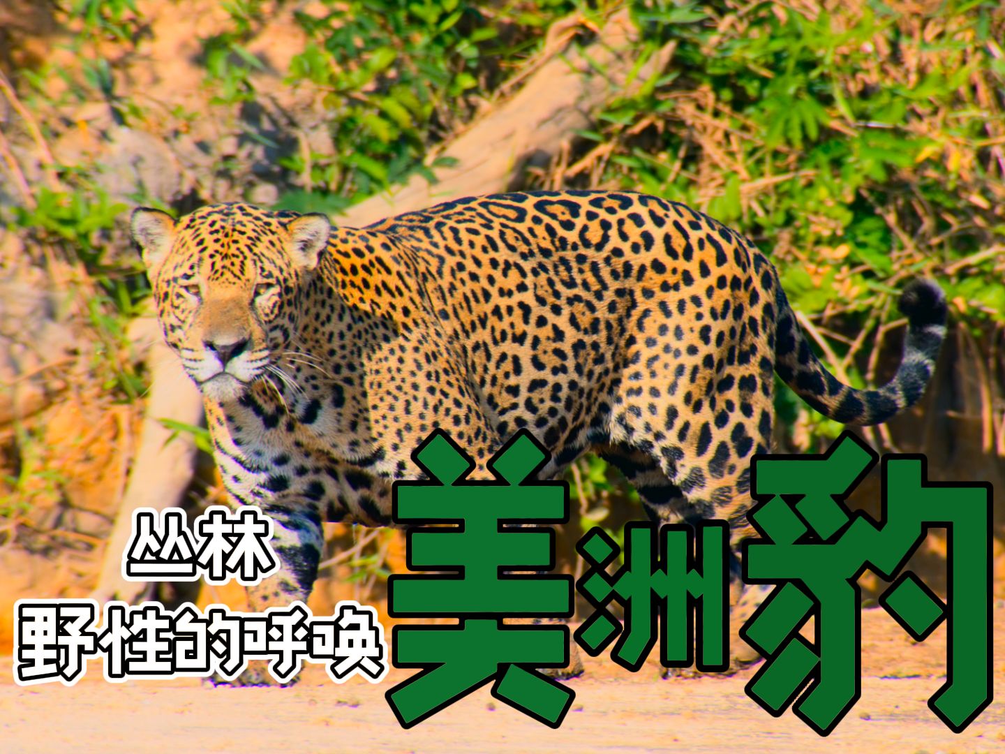 南美丛林的至高捕猎者—美洲豹