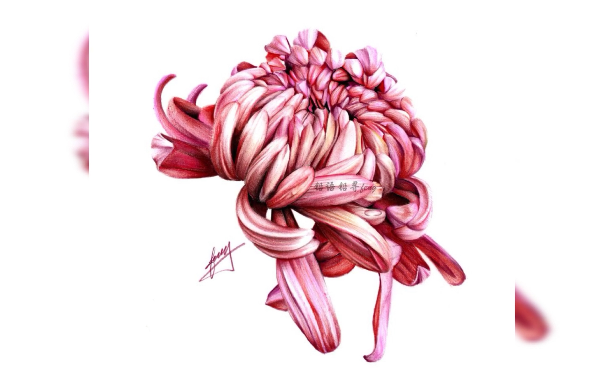 【超写实彩铅】《菊》快镜头剪辑