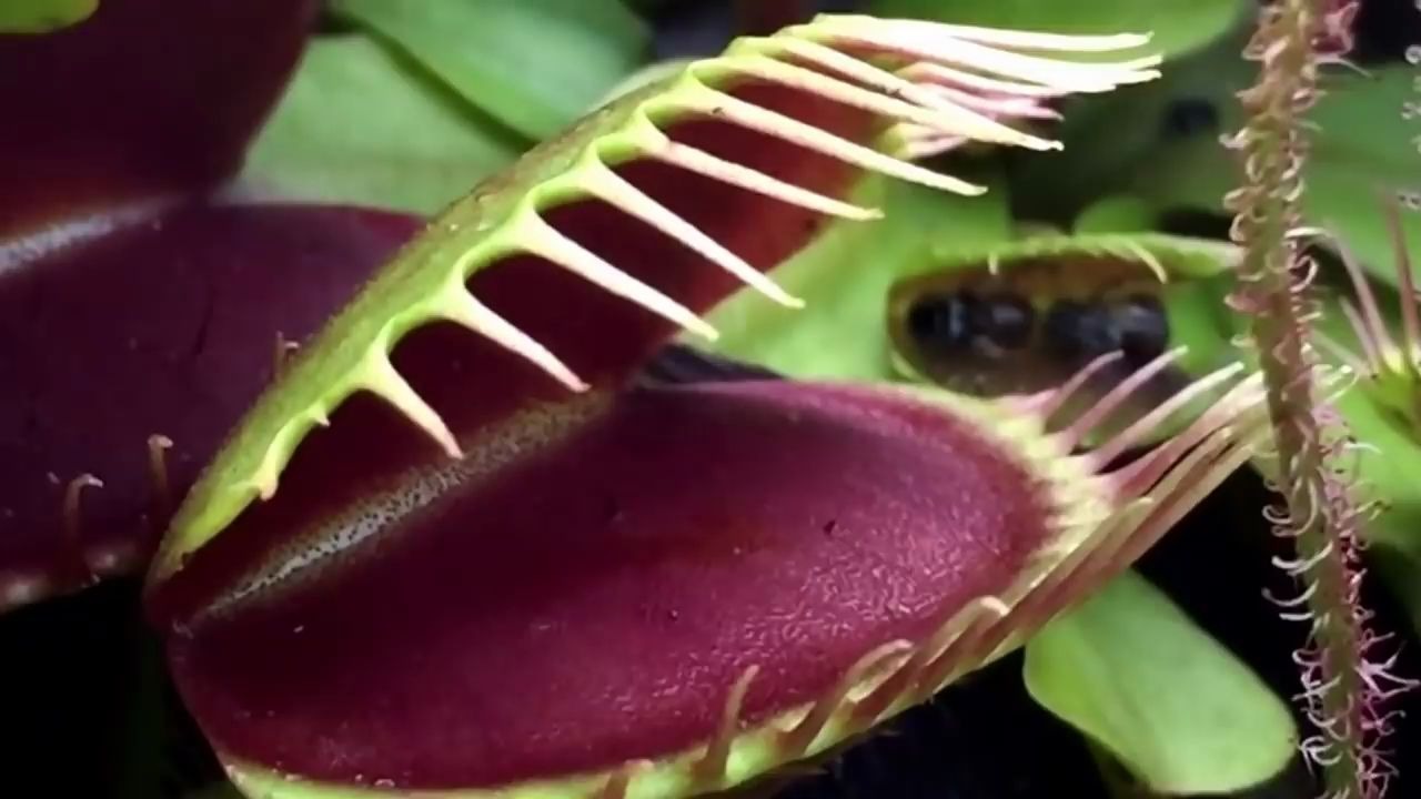 [图]VENUS FLYTRAP JAWS OF DOOM!!