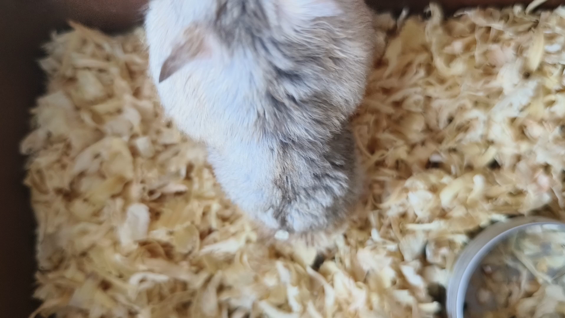 仓鼠的可爱瞬间2