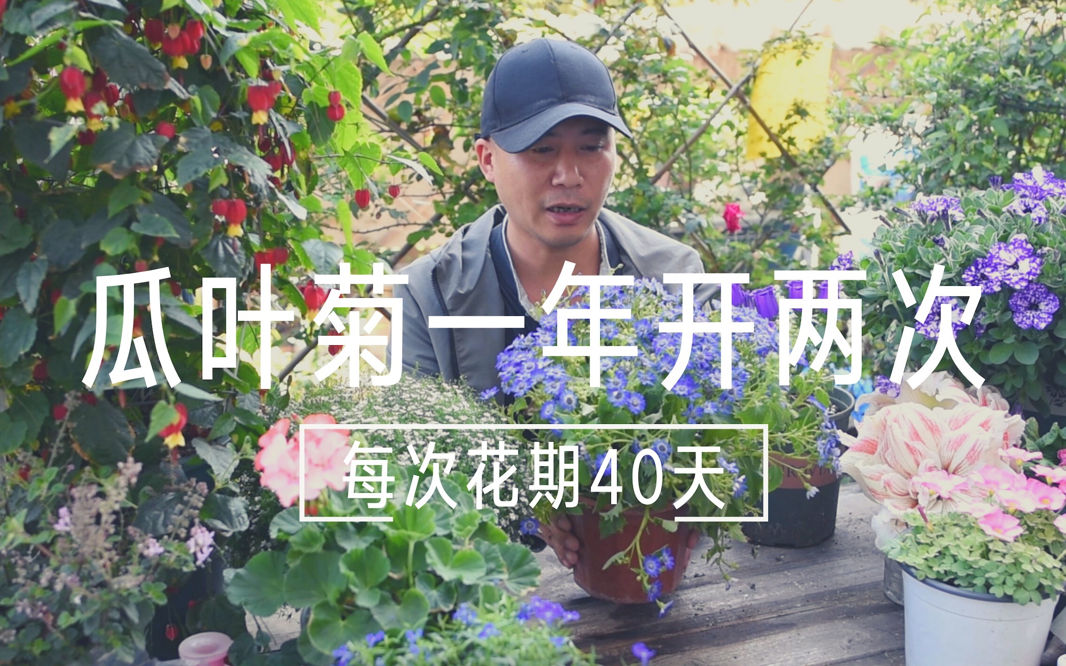 瓜叶菊一年开两次,每次花期40天,养好了还能多年生哔哩哔哩bilibili